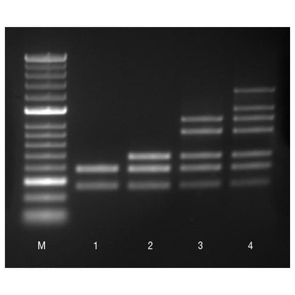 MYTAQ HS MIX, x200 RXN (KIT)