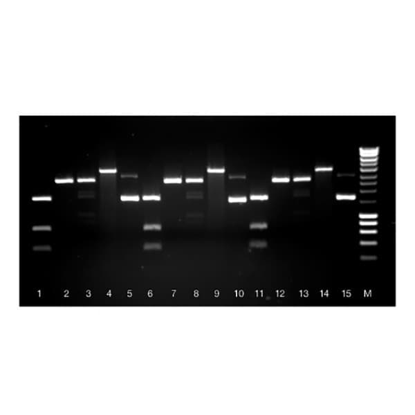 ISOLATE II Plasmid Mini Kit, 50 preps