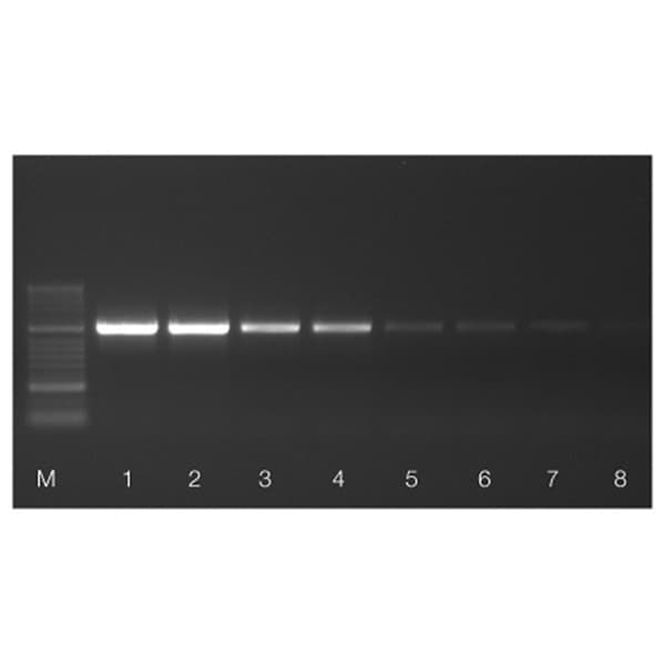 Tetro Reverse Transcriptase, 10000U