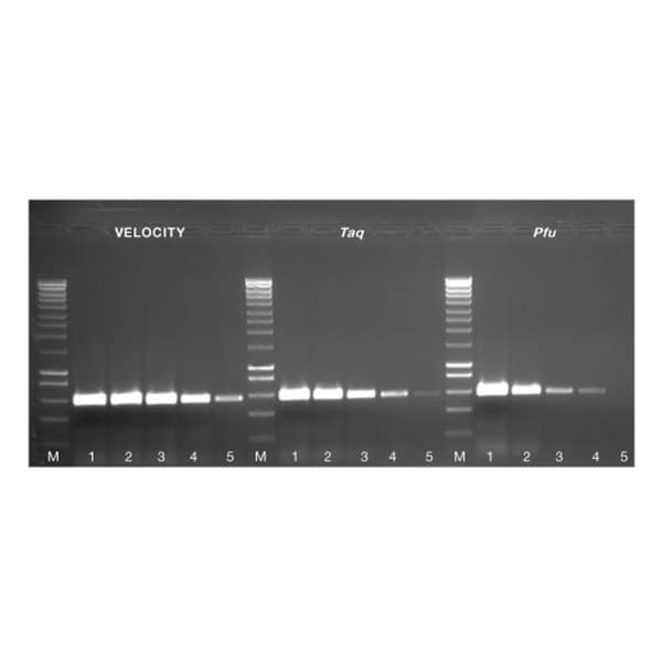 VELOCITY DNA Polymerase, 250 units