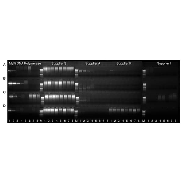 MyFi DNA Polymerase, 250 units