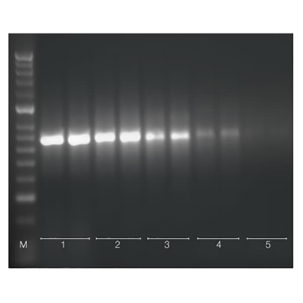 Tetro cDNA Synthesis Kit, 100RXN